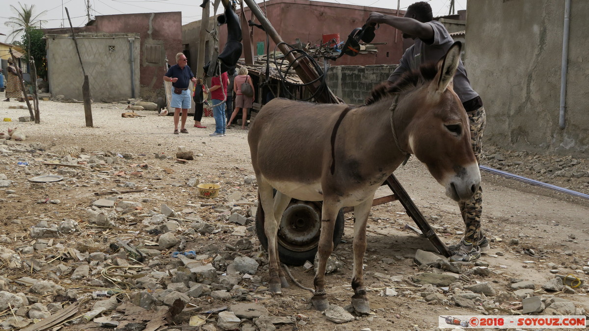 Ile de Fadiouth
Mots-clés: geo:lat=14.15295084 geo:lon=-16.82478368 geotagged Joal-Fadiout SEN Senegal Thi&egrave;s Ile de Fadiouth animals ane