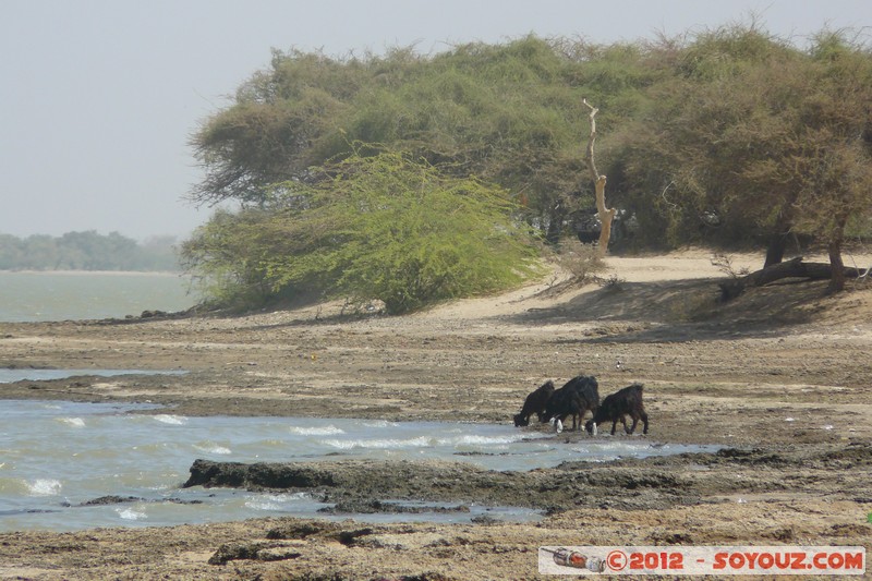 Jebel Aulia
Mots-clés: geo:lat=15.09887744 geo:lon=32.45335279 geotagged Soudan Jebel Aulia Lac animals chevre