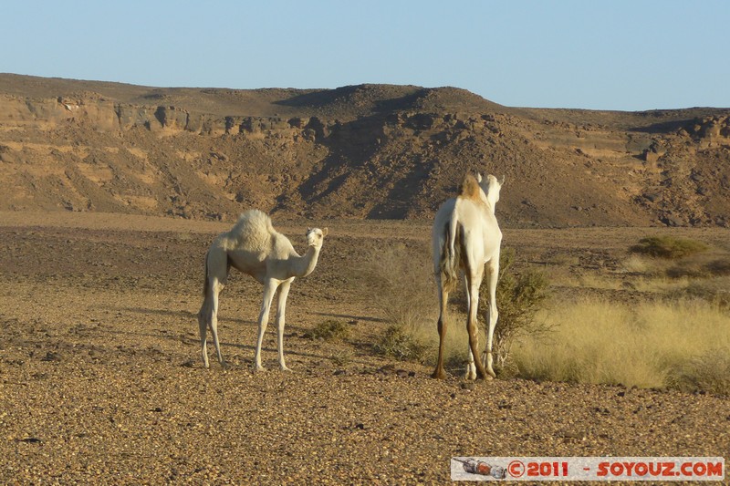 Musawwarat es-Sufra - Camels
Mots-clés: geo:lat=16.41618721 geo:lon=33.29153316 geotagged Nahr an NÄ«l SalÄ�mÄ�t SDN Soudan animals chameau