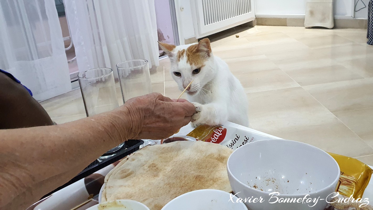 Tunis - La Marsa Plage
Mots-clés: geo:lat=36.88056676 geo:lon=10.33364676 geotagged La Marsa Plage TUN Tūnis Tunisie Tunis La Marsa Tarafa animals chat