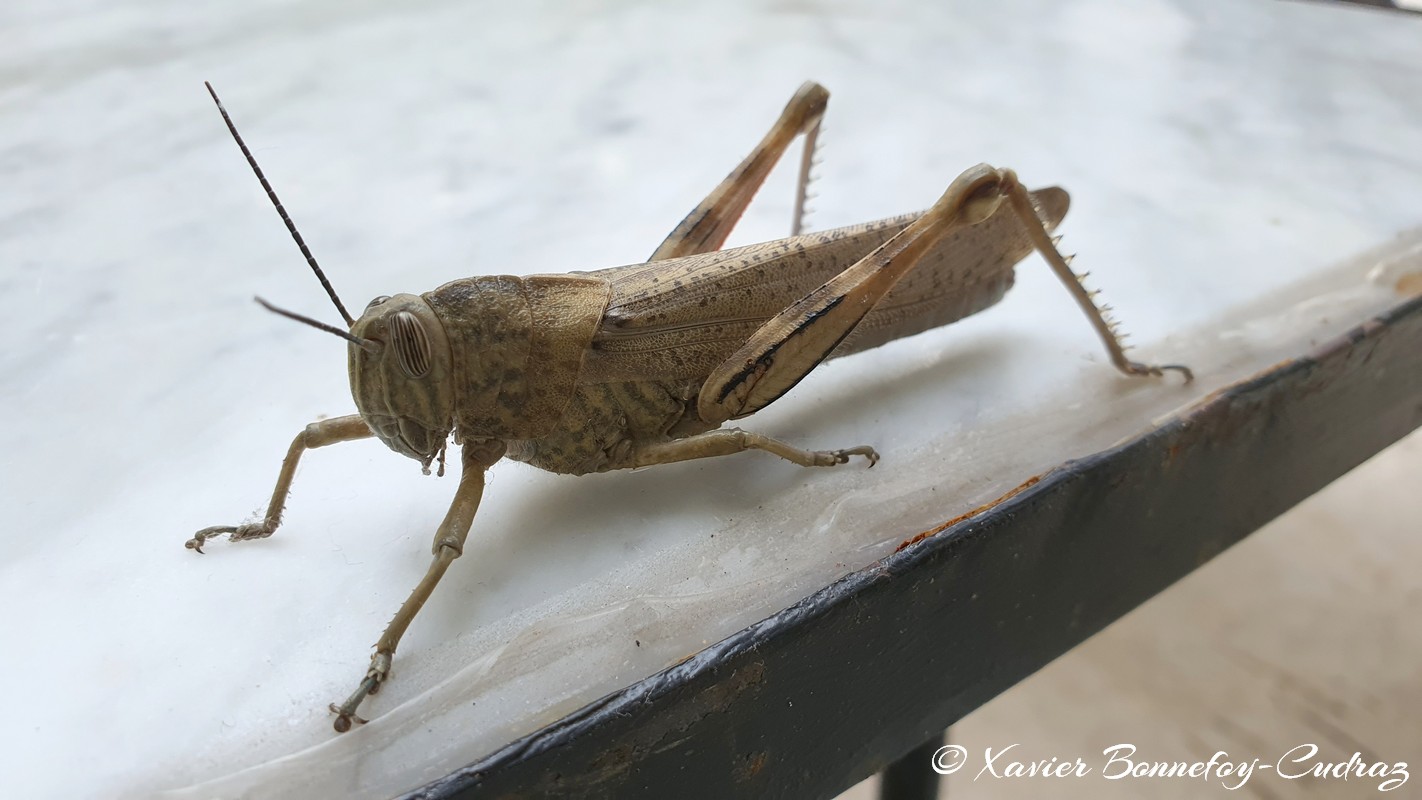 Sidi Bou Sa&iuml;d - Sauterelle
Mots-clés: geotagged Sidi Bou Sa&iuml;d TUN Tūnis Tunisie Tunis Carthage Dar Zarrouk Sauterelle Insecte