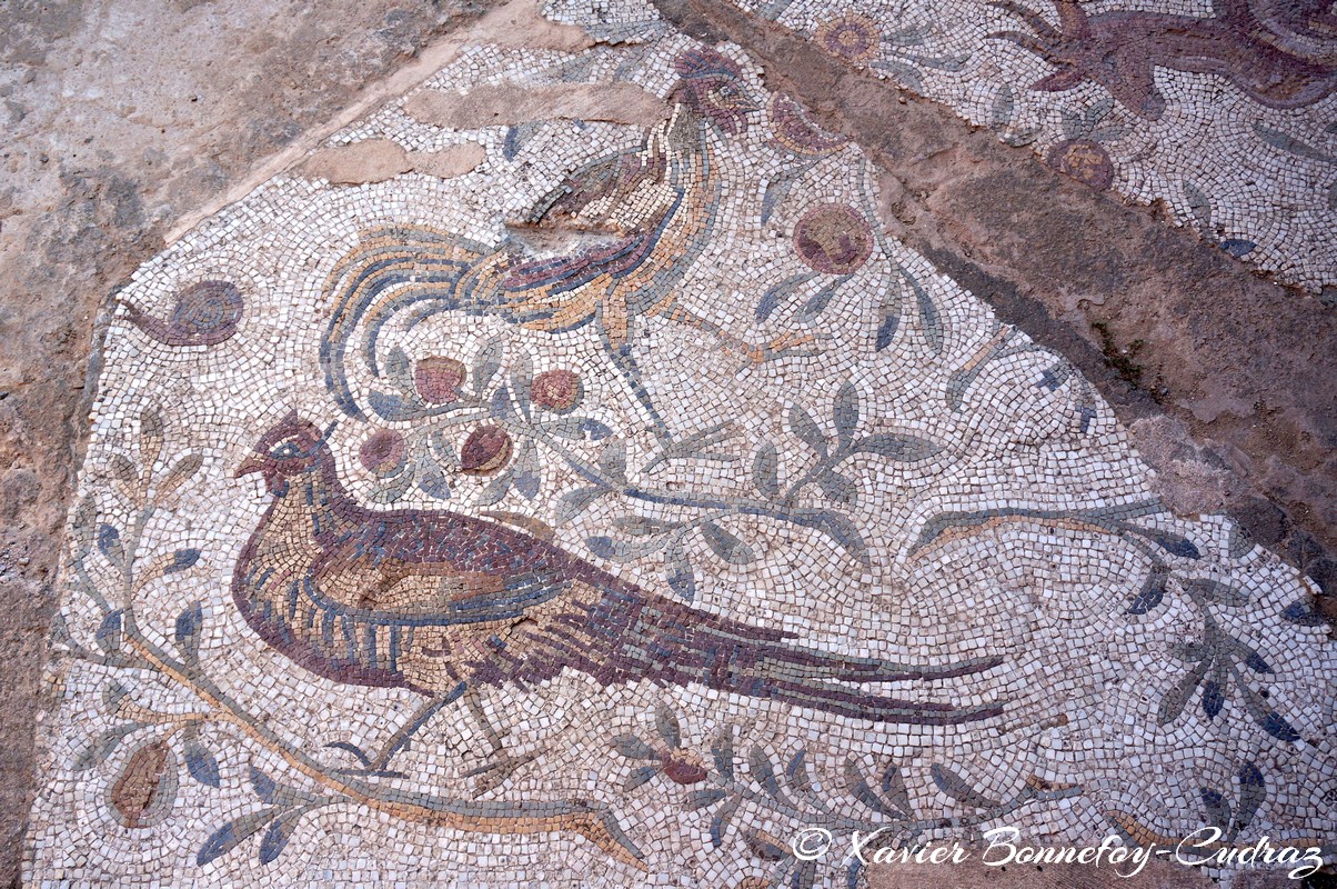 Carthage - Villas Romaines - Villa de La Voliere
Mots-clés: Exacharte of Africa (Division of the Byzantine Empire) geo:lat=36.85786471 geo:lon=10.33128352 geotagged TUN Tunisie Tunis Carthage Ruines romaines Villas Romaines Mosaique