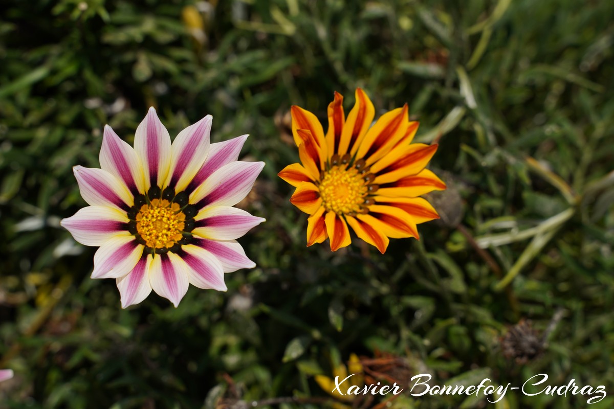 Carthage - Port Punic - Fleurs
Mots-clés: geo:lat=36.84423214 geo:lon=10.32584488 geotagged Salammb TUN Tūnis Tunisie Tunis Port Punic fleur