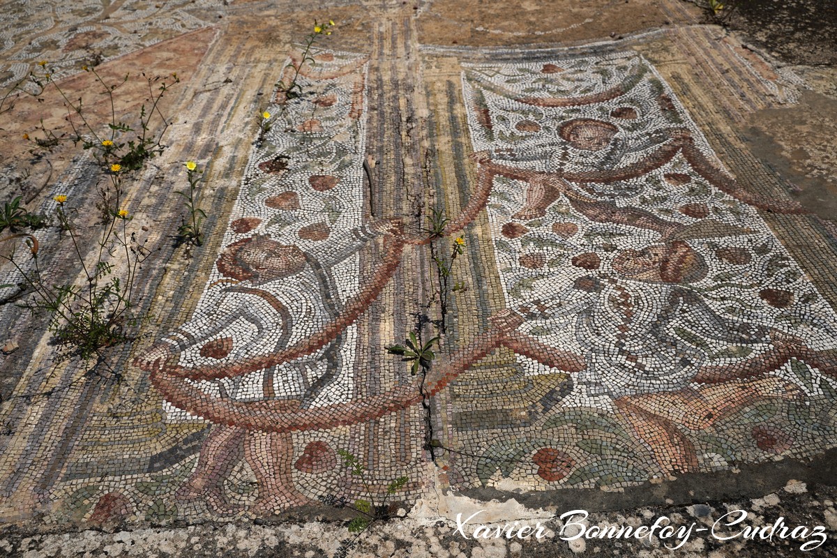 Carthage - Thermes d'Antonin
Mots-clés: Exarchate of Africa (Division of the Byzantine Empire) geo:lat=36.85491768 geo:lon=10.33231437 geotagged TUN Tūnis Tunisie Tunis patrimoine unesco Ruines Ruines romaines Thermes d'Antonin Mosaique