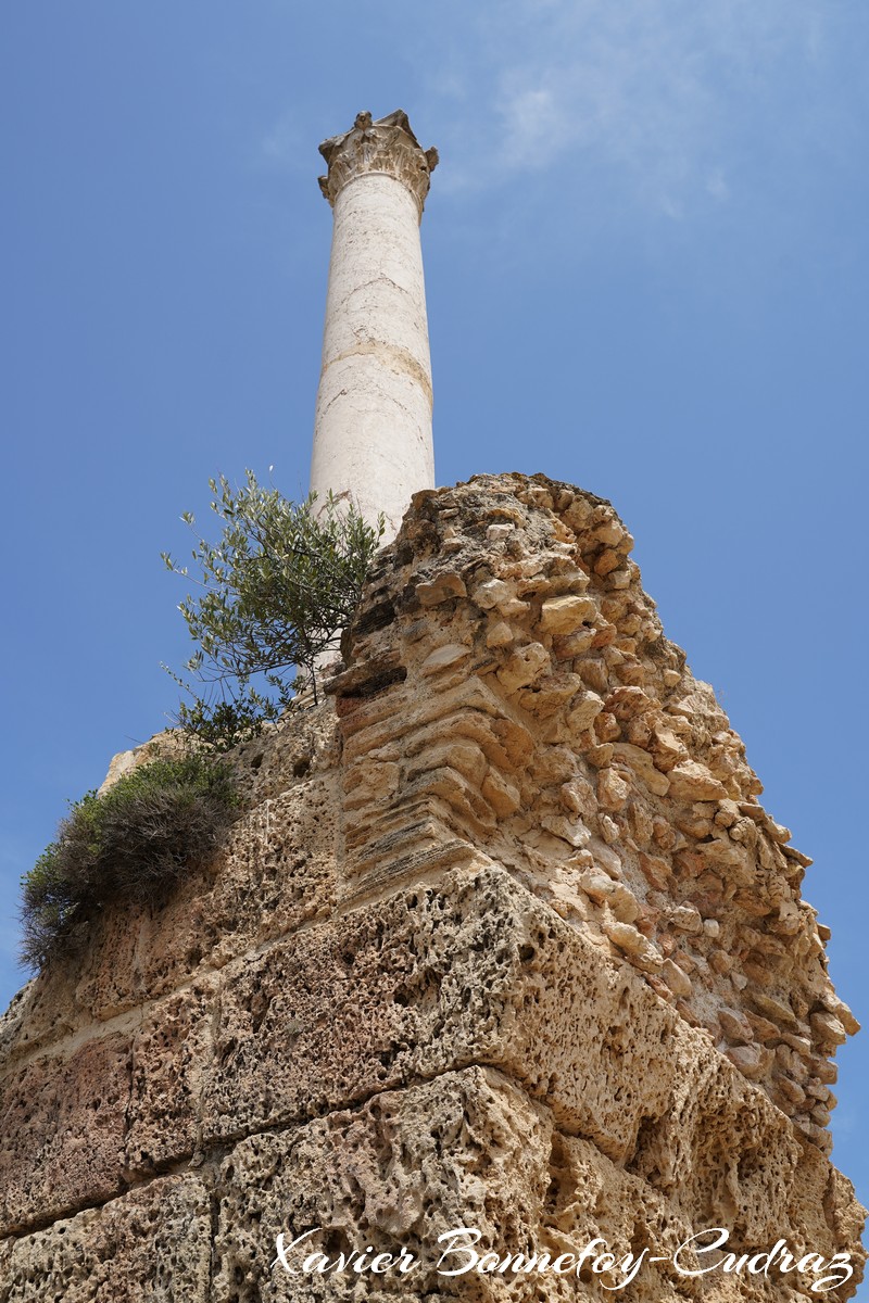 Carthage - Thermes d'Antonin
Mots-clés: Exarchate of Africa (Division of the Byzantine Empire) geo:lat=36.85447449 geo:lon=10.33519842 geotagged TUN Tūnis Tunisie Tunis patrimoine unesco Ruines Ruines romaines Thermes d'Antonin