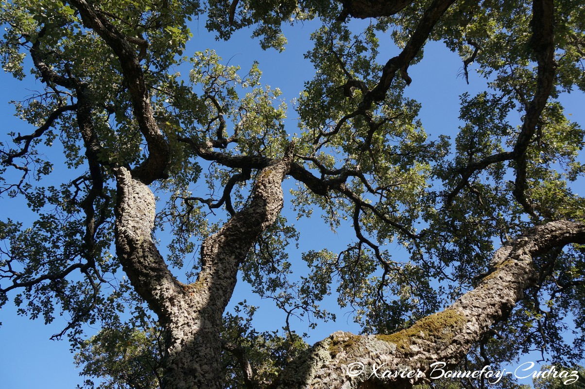 Ain Draham - Fernana
Mots-clés: geo:lat=36.71856136 geo:lon=8.72838846 geotagged Jundūbah Sidi Ahmed TUN Tunisie Jendouba Ain Draham Fernana Arbres