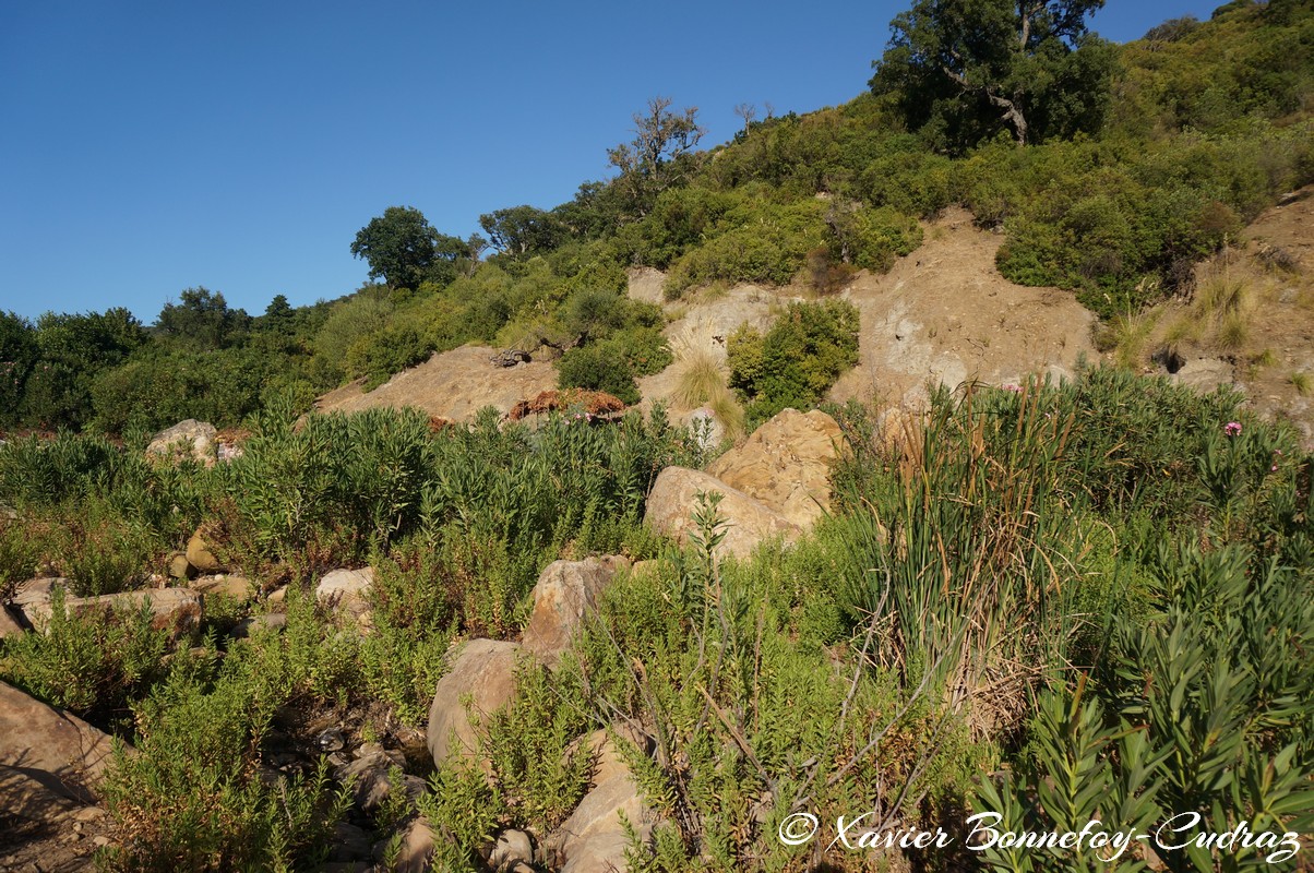 Ain Draham - Fernana
Mots-clés: geo:lat=36.72052800 geo:lon=8.73390980 geotagged Jundūbah Sidi Ahmed TUN Tunisie Jendouba Ain Draham Fernana Arbres
