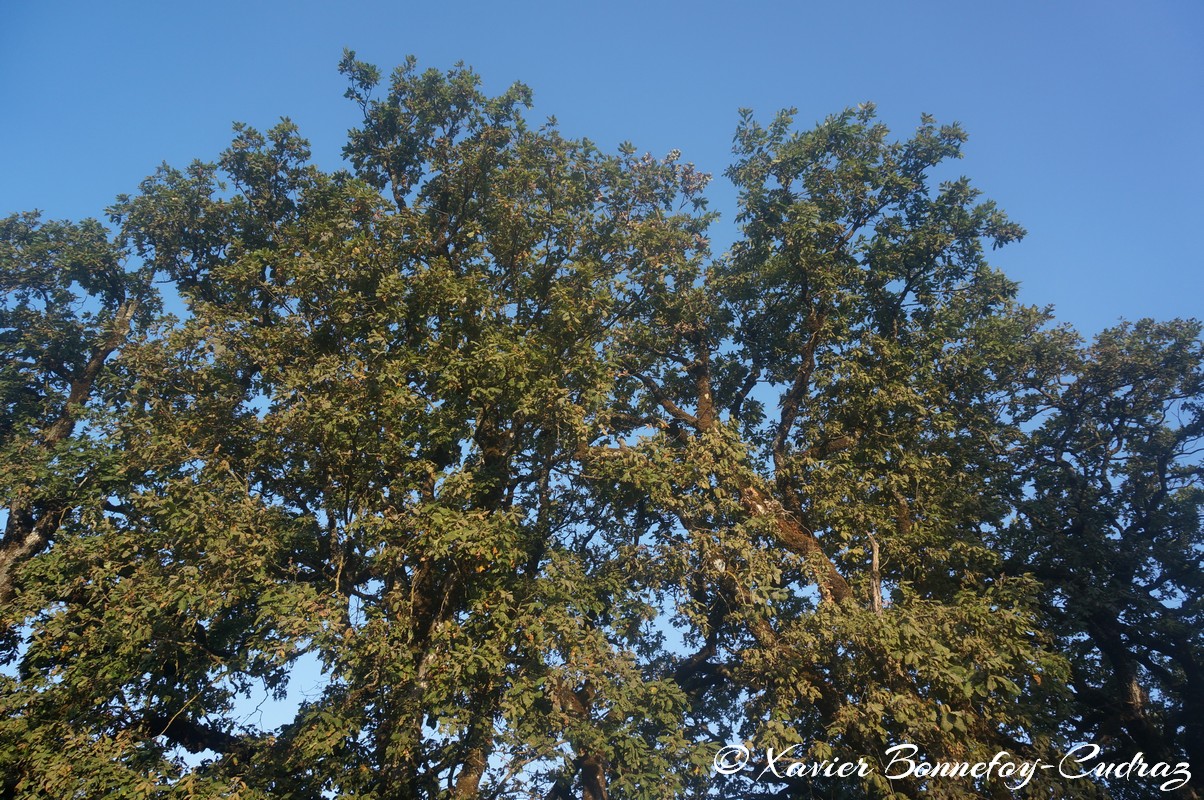 Ain Draham
Mots-clés: geo:lat=36.73036683 geo:lon=8.68005300 geotagged Jundūbah Les Ch&ecirc;nes TUN Tunisie Jendouba Ain Draham