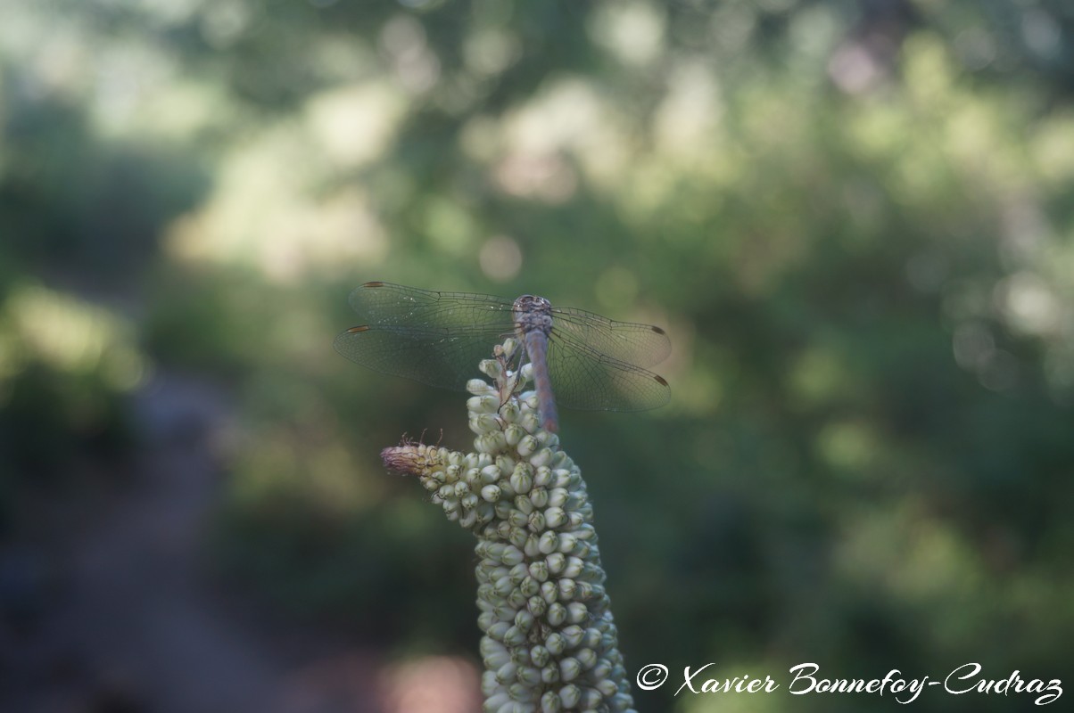 Ain Draham - Libellule
Mots-clés: geo:lat=36.73382705 geo:lon=8.67422381 geotagged Jundūbah Les Ch&ecirc;nes TUN Tunisie Jendouba Ain Draham fleur Libellule