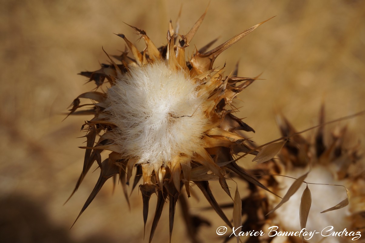 Bulla Regia - Site Arch&eacute;ologique
Mots-clés: El Hammam geo:lat=36.55776615 geo:lon=8.75564608 geotagged Jundūbah TUN Tunisie Bulla Regia Ruines Romain Jendouba plante