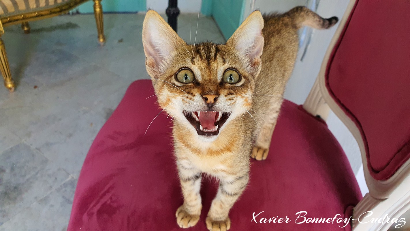 Sousse - La Medina - Dar Lekbira
Mots-clés: geo:lat=35.82611453 geo:lon=10.63797891 geotagged La Medina Sūsah TUN Tunisie Sousse patrimoine unesco Dar Lekbira animals chat