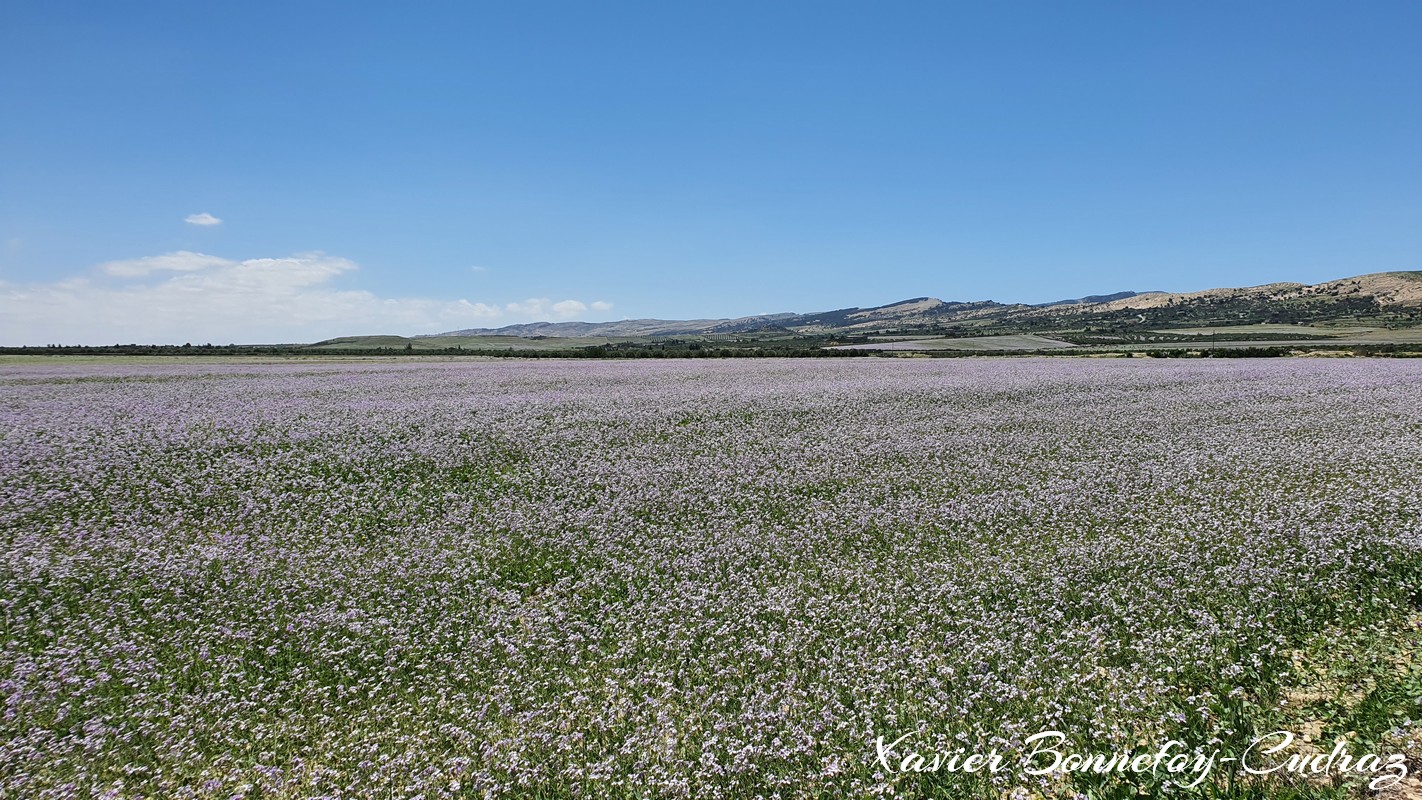 Zaouia Sidi Ameur
Mots-clés: geo:lat=35.85441627 geo:lon=9.53626089 geotagged Silyānah TUN Tunisie Zaou&iuml;a Sidi Ameur Zaouia Sidi Ameur Siliana paysage fleur