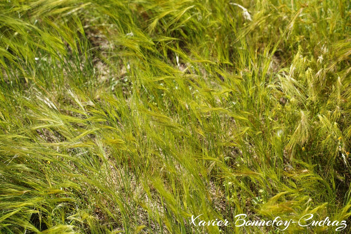 Dougga - Temple Dar el-Echab - Herbe
Mots-clés: Bājah Dougga geo:lat=36.42191159 geo:lon=9.21783507 geotagged TUN Tunisie Beja Thugga Ruines Ruines romaines patrimoine unesco