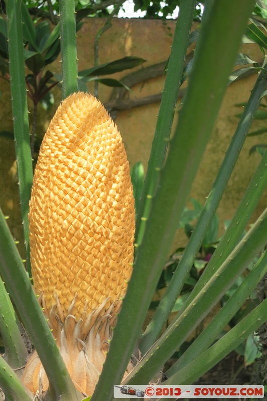 Grand-Bassam - Fruit
Mots-clés: CIV CÃ´te d'Ivoire Grand Bassam Colonial Francais plante fruit France geo:lat=5.19606943 geo:lon=-3.73921931 geotagged Lagunes