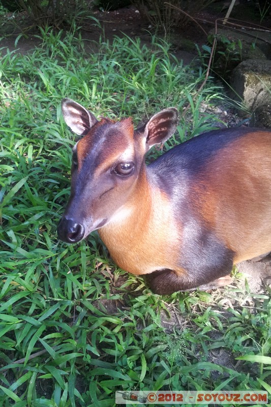 Man - Biche (Antilope naine - Céphalophe)
Mots-clés: animals CÃ©phalophe Cephalophus