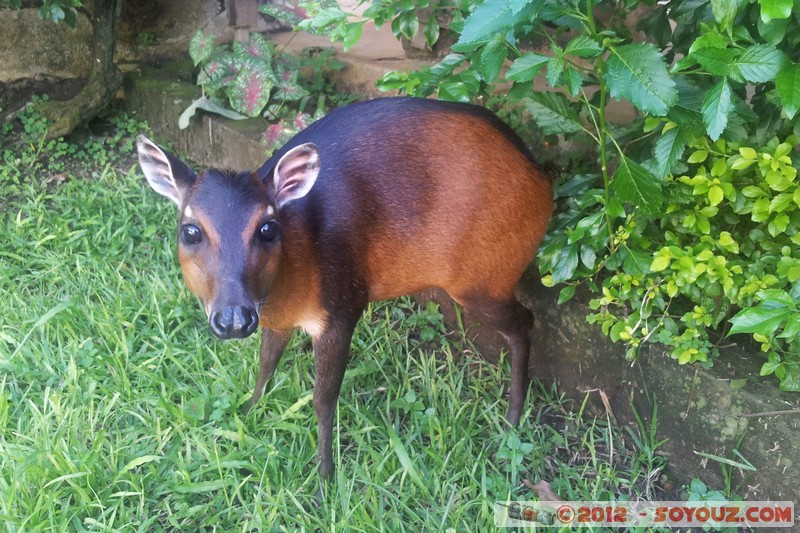 Man - Biche (Antilope naine - Céphalophe)
Mots-clés: animals CÃ©phalophe Cephalophus