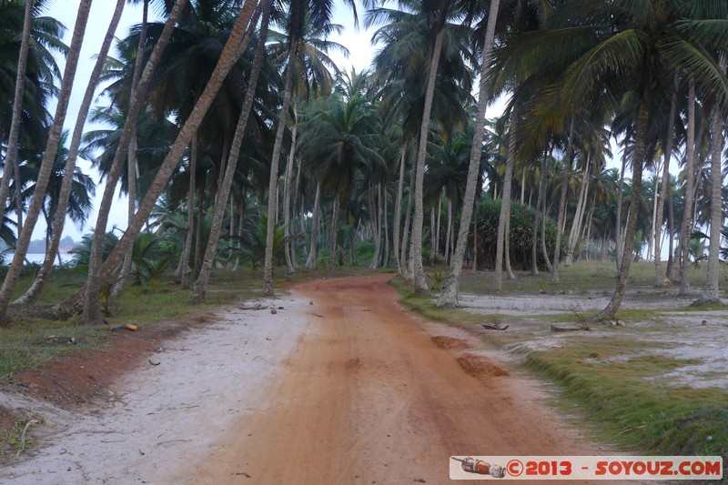 Assinie
Mots-clés: Palmier