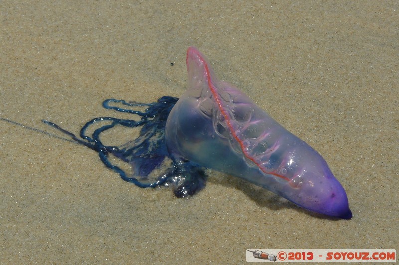 Assinie - Physalia physalis
Mots-clés: animals Physalia physalis