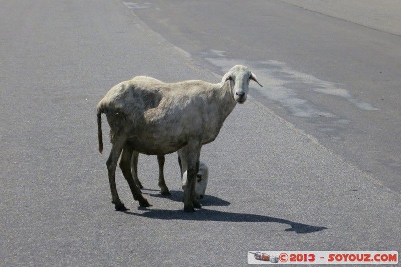 Yamoussoukro - Mouton
Mots-clés: CIV C&Atilde;&acute;te d'Ivoire geo:lat=6.81519026 geo:lon=-5.28249264 geotagged Lacs Yamoussoukro animals Mouton