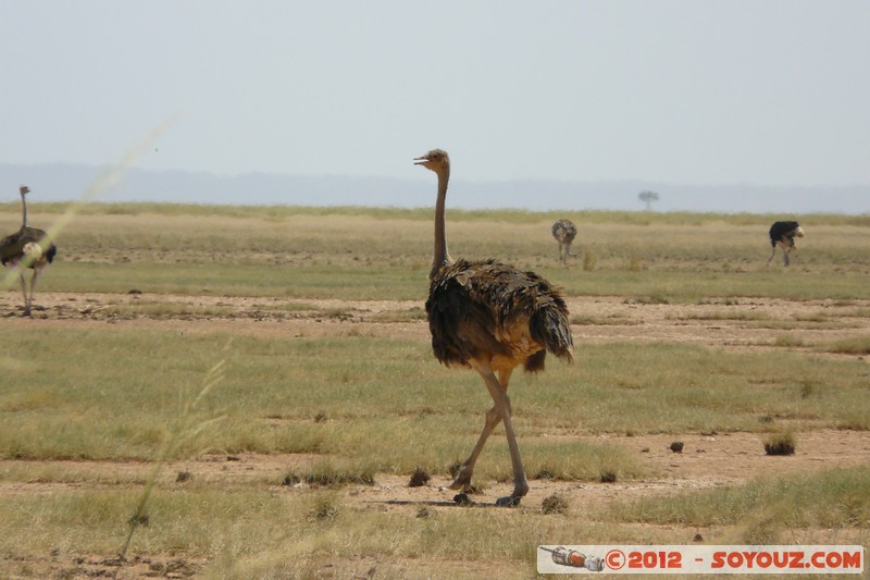 Amboseli National Park - Ostrich
Mots-clés: Amboseli geo:lat=-2.64957679 geo:lon=37.30198312 geotagged KEN Kenya Rift Valley animals oiseau Autruche Amboseli National Park