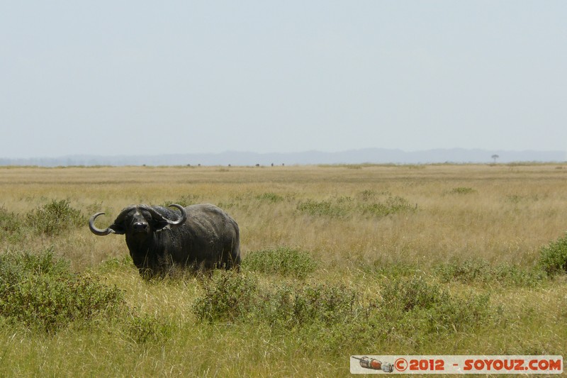 Amboseli National Park - Cape Buffalo
Mots-clés: Amboseli geo:lat=-2.65305450 geo:lon=37.30252261 geotagged KEN Kenya Rift Valley animals Buffle Amboseli National Park