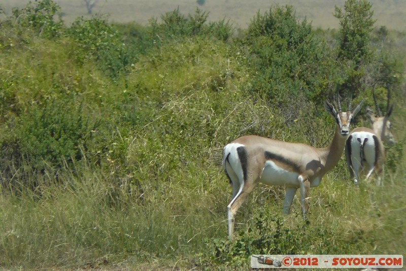 Amboseli National Park - Grant's Gazelle
Mots-clés: Amboseli geo:lat=-2.67157334 geo:lon=37.33293395 geotagged KEN Kenya Rift Valley animals Grant's Gazelle Amboseli National Park