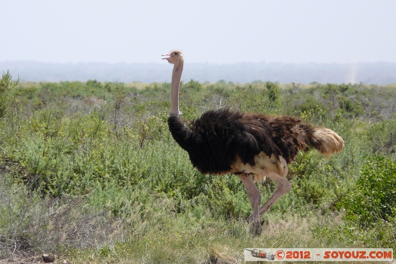 Amboseli National Park - Ostrich
Mots-clés: Amboseli geo:lat=-2.68594084 geo:lon=37.33938038 geotagged KEN Kenya Rift Valley animals oiseau Autruche Amboseli National Park