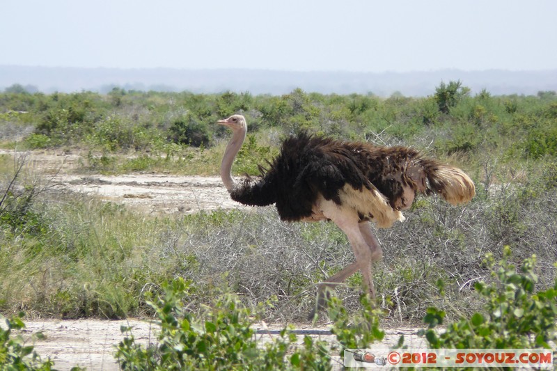 Amboseli National Park - Ostrich
Mots-clés: Amboseli geo:lat=-2.68596828 geo:lon=37.33938793 geotagged KEN Kenya Rift Valley animals oiseau Autruche Amboseli National Park