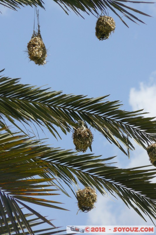Amboseli Sopa Lodge - Black Headed Weaver
Mots-clés: geo:lat=-2.81290357 geo:lon=37.50350475 geotagged KEN Kenya Kimana Rift Valley animals oiseau Tisserand a tete noire