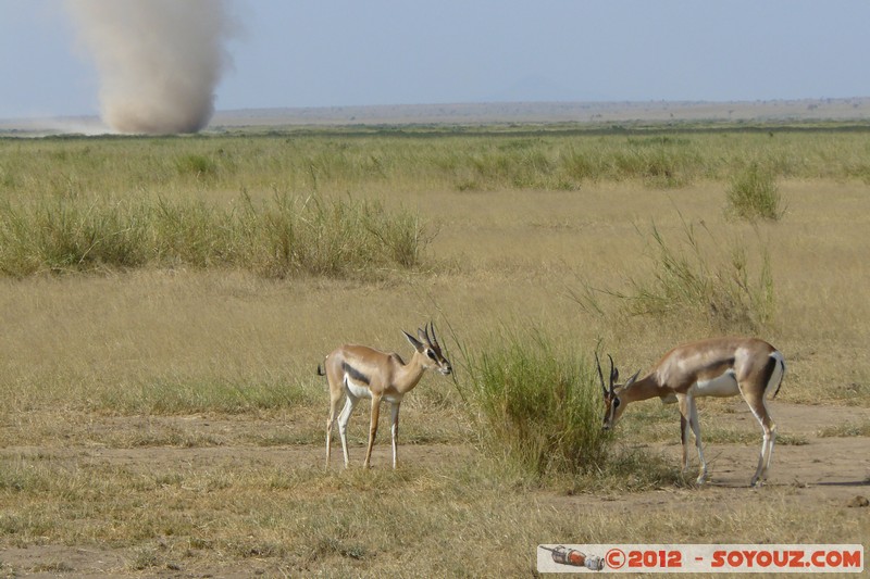 Amboseli National Park - Grant's Gazelle
Mots-clés: Amboseli geo:lat=-2.71179538 geo:lon=37.34279611 geotagged KEN Kenya Rift Valley Amboseli National Park animals Grant's Gazelle