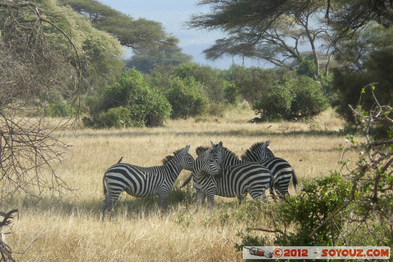Amboseli National Park - Zebra
Mots-clés: Amboseli geo:lat=-2.71192209 geo:lon=37.33914900 geotagged KEN Kenya Rift Valley Amboseli National Park animals zebre