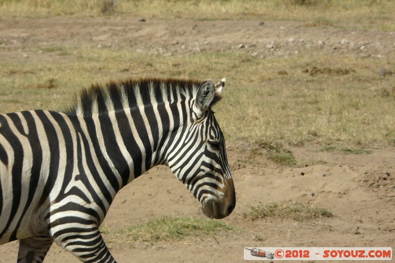 Amboseli National Park - Zebra
Mots-clés: Amboseli geo:lat=-2.70940535 geo:lon=37.32498065 geotagged KEN Kenya Rift Valley Amboseli National Park animals zebre