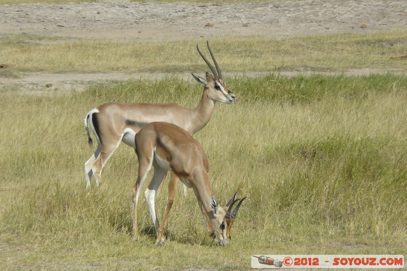 Amboseli National Park - Grant's Gazelle
Mots-clés: Amboseli geo:lat=-2.70438100 geo:lon=37.32411989 geotagged KEN Kenya Rift Valley Amboseli National Park animals Grant's Gazelle