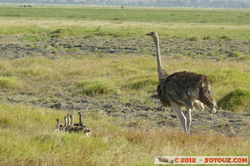 Amboseli National Park - Ostrich
Mots-clés: Amboseli geo:lat=-2.64795791 geo:lon=37.28038127 geotagged KEN Kenya Rift Valley Amboseli National Park oiseau Autruche