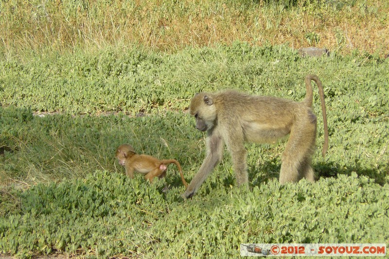 Amboseli National Park - Baboon
Mots-clés: Amboseli geo:lat=-2.66519598 geo:lon=37.27865741 geotagged KEN Kenya Rift Valley Amboseli National Park animals singes Babouin
