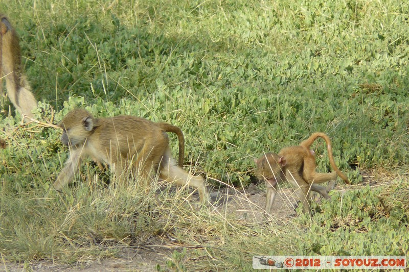 Amboseli National Park - Baboon
Mots-clés: Amboseli geo:lat=-2.66519757 geo:lon=37.27866692 geotagged KEN Kenya Rift Valley Amboseli National Park animals singes Babouin