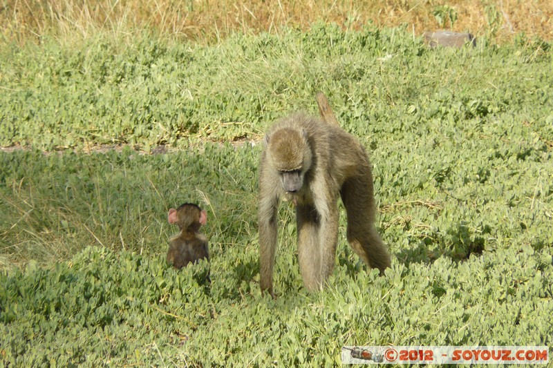 Amboseli National Park - Baboon
Mots-clés: Amboseli geo:lat=-2.66520012 geo:lon=37.27868212 geotagged KEN Kenya Rift Valley Amboseli National Park animals singes Babouin