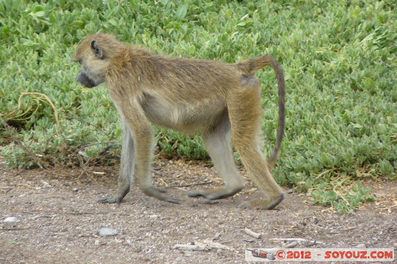 Amboseli National Park - Baboon
Mots-clés: Amboseli geo:lat=-2.66521125 geo:lon=37.27874862 geotagged KEN Kenya Rift Valley Amboseli National Park animals singes Babouin