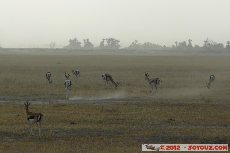 Amboseli National Park - Thomson's gazelle
Mots-clés: Amboseli geo:lat=-2.69232724 geo:lon=37.29509453 geotagged KEN Kenya Rift Valley Amboseli National Park sunset animals Thomson's gazelle