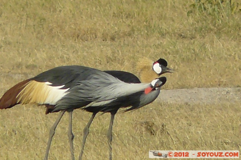 Amboseli National Park - Egyptian Cranes
Mots-clés: Amboseli geo:lat=-2.70148247 geo:lon=37.30716685 geotagged KEN Kenya Rift Valley Amboseli National Park animals oiseau Grues egyptiennes