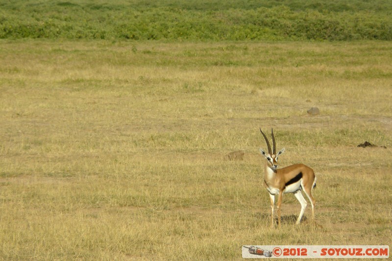 Amboseli National Park - Thomson's gazelle
Mots-clés: Amboseli geo:lat=-2.70149425 geo:lon=37.30718457 geotagged KEN Kenya Rift Valley Amboseli National Park animals Thomson's gazelle
