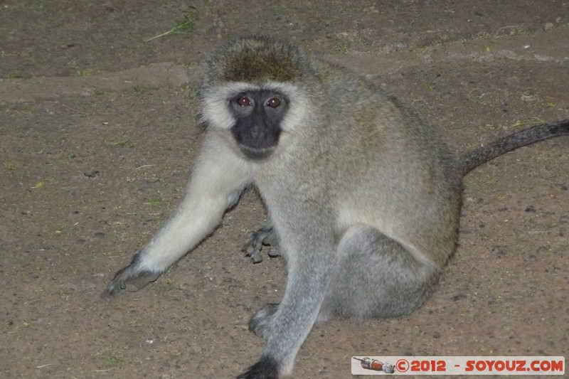 Amboseli Sopa Lodge - Chlorocebus
Mots-clés: geo:lat=-2.81284999 geo:lon=37.50330091 geotagged KEN Kenya Kimana Rift Valley Nuit animals singes Chlorocebus