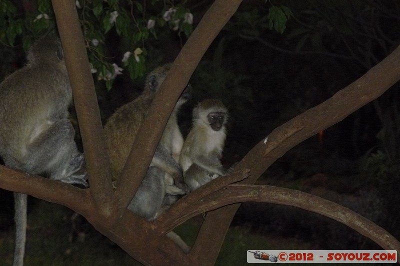 Amboseli Sopa Lodge - Chlorocebus
Mots-clés: geo:lat=-2.81284999 geo:lon=37.50330091 geotagged KEN Kenya Kimana Rift Valley Nuit animals singes Chlorocebus
