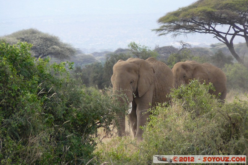 Amboseli National Park - Elephant
Mots-clés: Amboseli geo:lat=-2.71686354 geo:lon=37.37411772 geotagged KEN Kenya Rift Valley animals Elephant