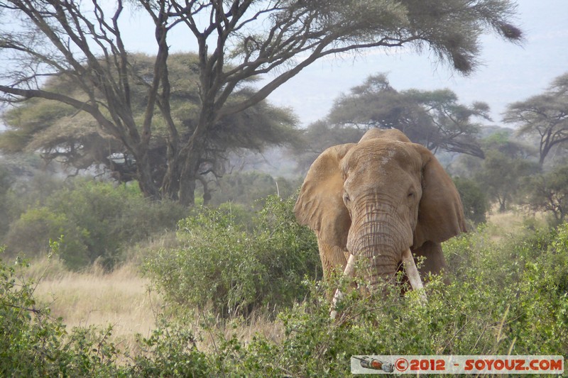 Amboseli National Park - Elephant
Mots-clés: Amboseli geo:lat=-2.71685915 geo:lon=37.37410747 geotagged KEN Kenya Rift Valley animals Elephant
