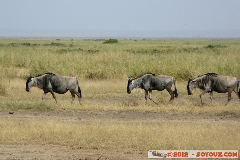 Amboseli National Park - Blue Wildebeest
Mots-clés: Amboseli geo:lat=-2.71174250 geo:lon=37.34510859 geotagged KEN Kenya Rift Valley animals Gnu