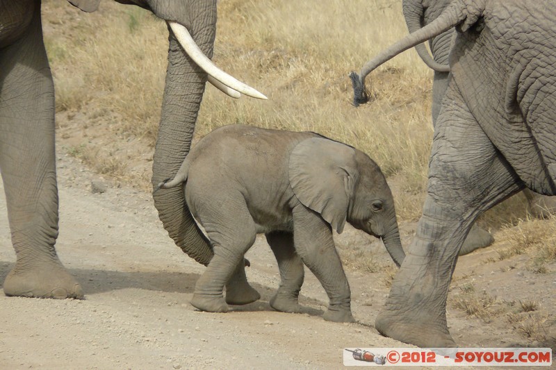 Amboseli National Park - Elephant
Mots-clés: Amboseli geo:lat=-2.71193324 geo:lon=37.33901836 geotagged KEN Kenya Rift Valley animals Elephant