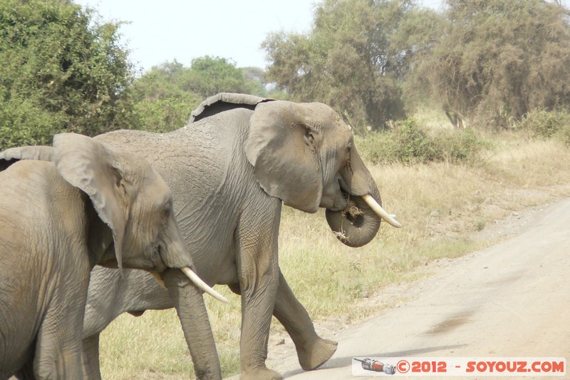 Amboseli National Park - Elephant
Mots-clés: Amboseli geo:lat=-2.71192599 geo:lon=37.33841151 geotagged KEN Kenya Rift Valley animals Elephant