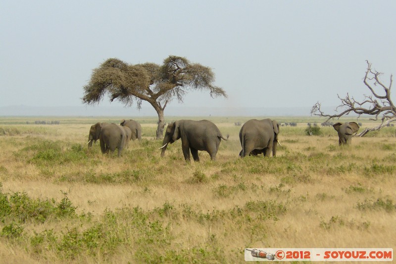 Amboseli National Park - Elephant
Mots-clés: Amboseli geo:lat=-2.71046594 geo:lon=37.32982422 geotagged KEN Kenya Rift Valley animals Elephant Arbres