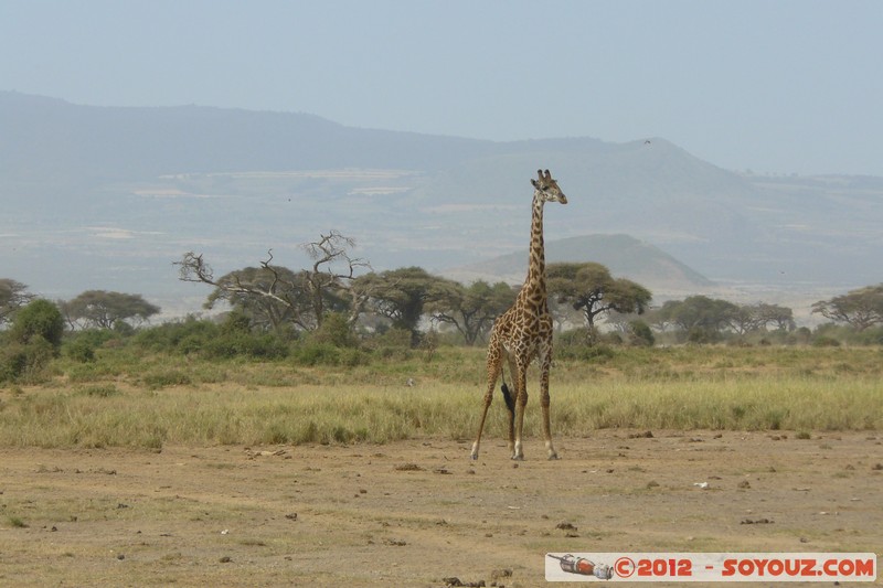 Amboseli National Park - Masai Giraffe
Mots-clés: Amboseli geo:lat=-2.70244790 geo:lon=37.30882772 geotagged KEN Kenya Rift Valley animals Giraffe Masai Giraffe Arbres